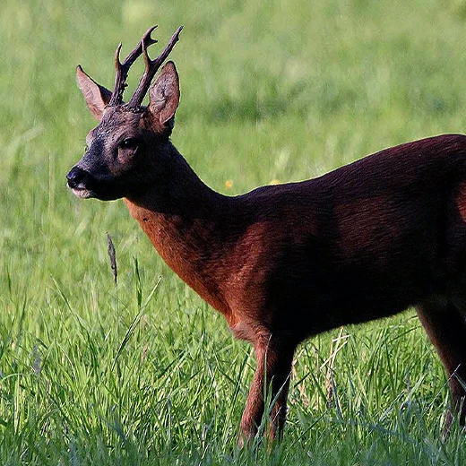 Une faune sauvage à observer img